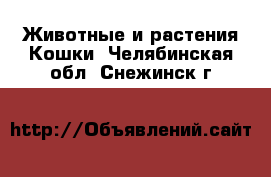 Животные и растения Кошки. Челябинская обл.,Снежинск г.